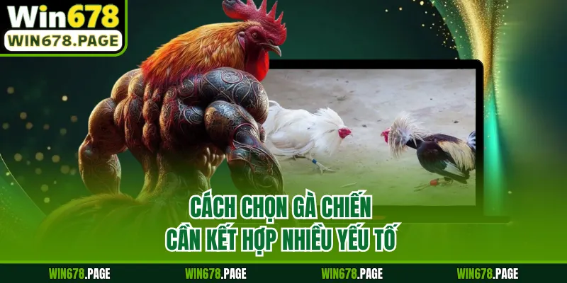 Cách chọn gà chiến cần kết hợp nhiều yếu tố