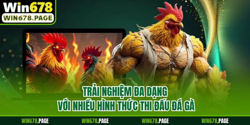 Trải nghiệm đa dạng với nhiều hình thức thi đấu đá gà